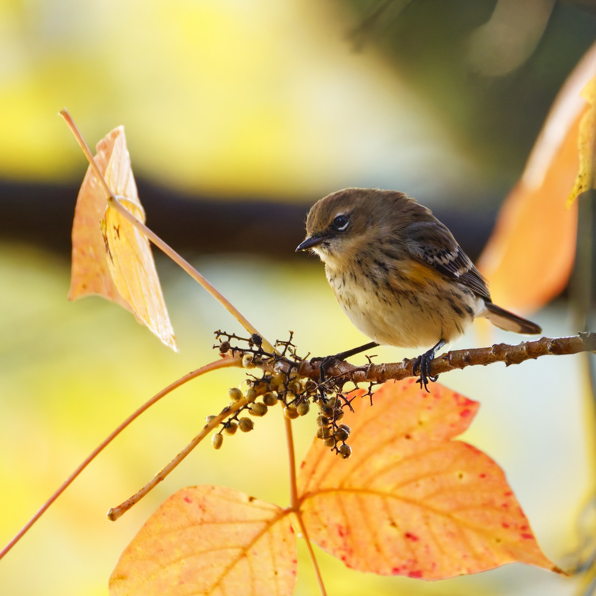 Миртовый певун - ML643969602