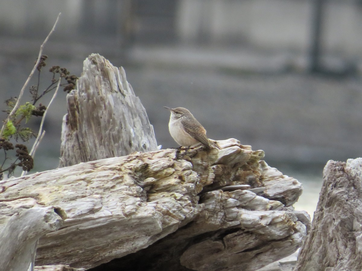 Rock Wren - ML643969603
