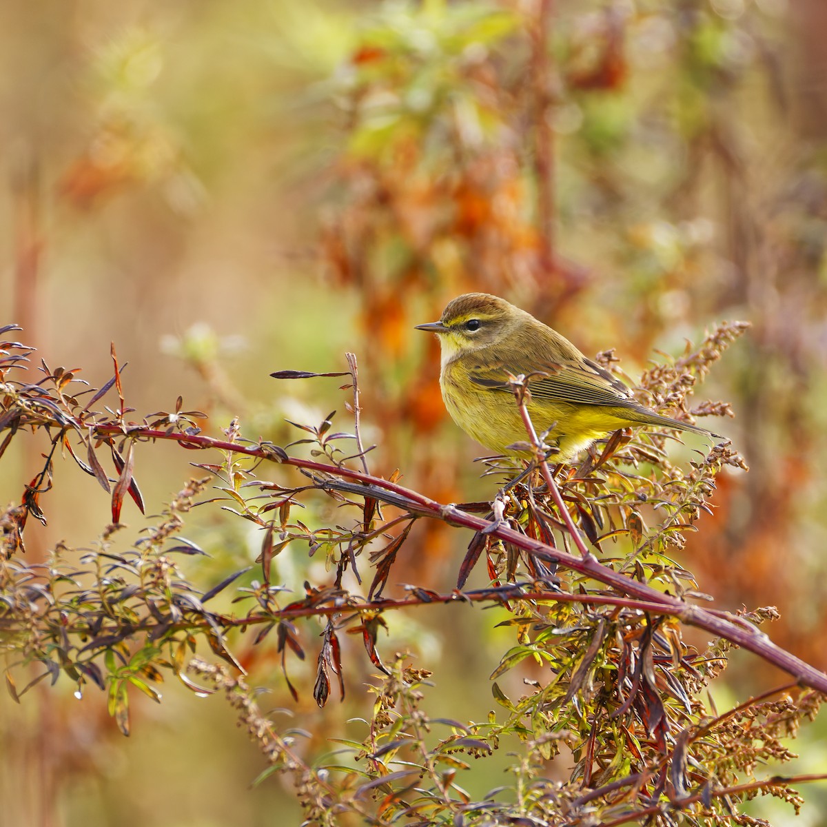 Пальмовая древесница - ML643969604