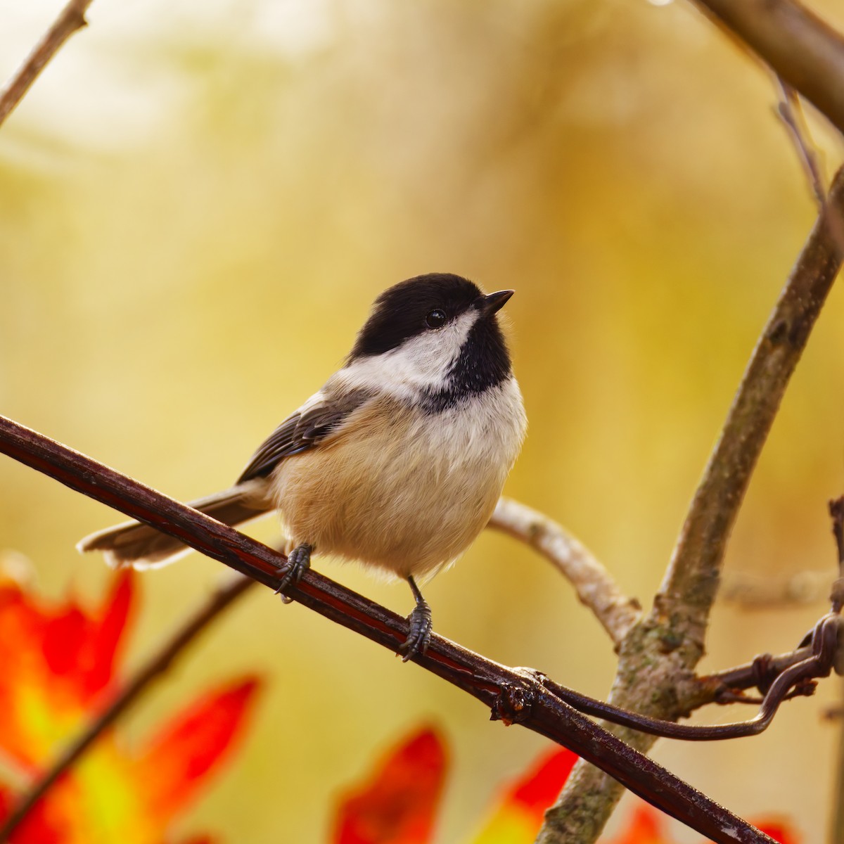 Black-capped Chickadee - ML643969608