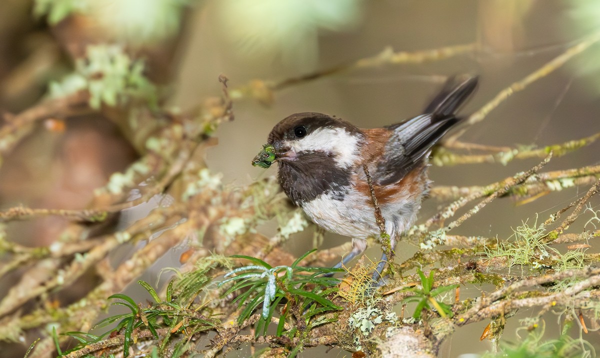 Chestnut-backed Chickadee - ML643969612