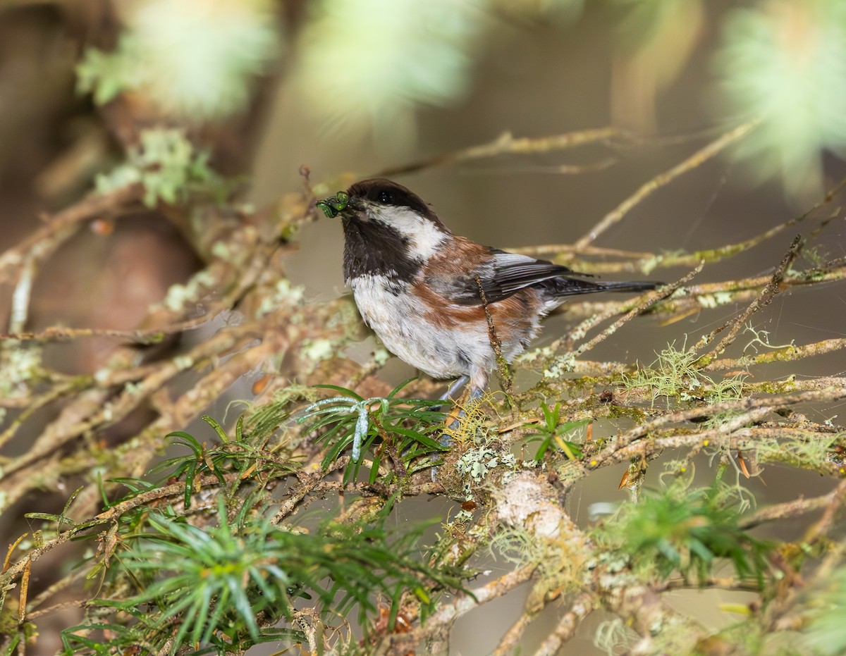 Chestnut-backed Chickadee - ML643969613