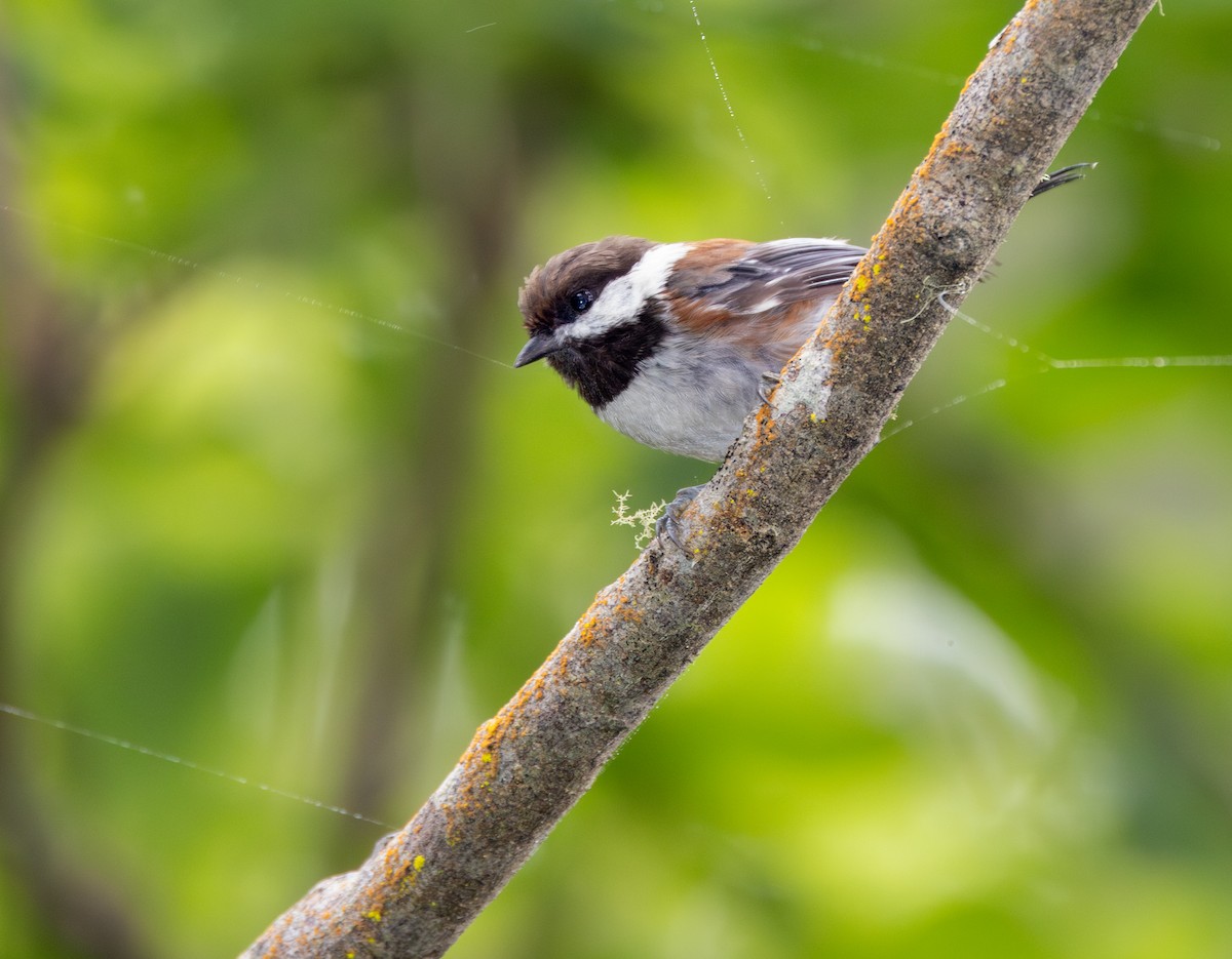 Chestnut-backed Chickadee - ML643969614