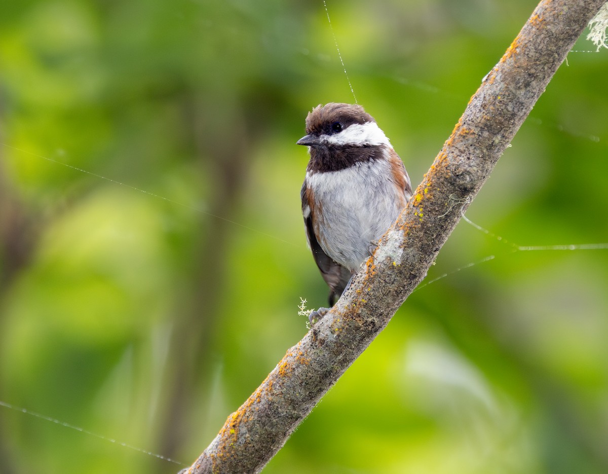 Chestnut-backed Chickadee - ML643969615