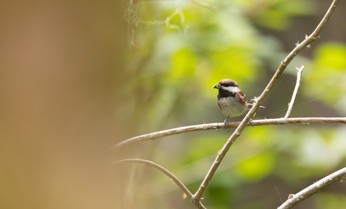 Chestnut-backed Chickadee - ML643969616
