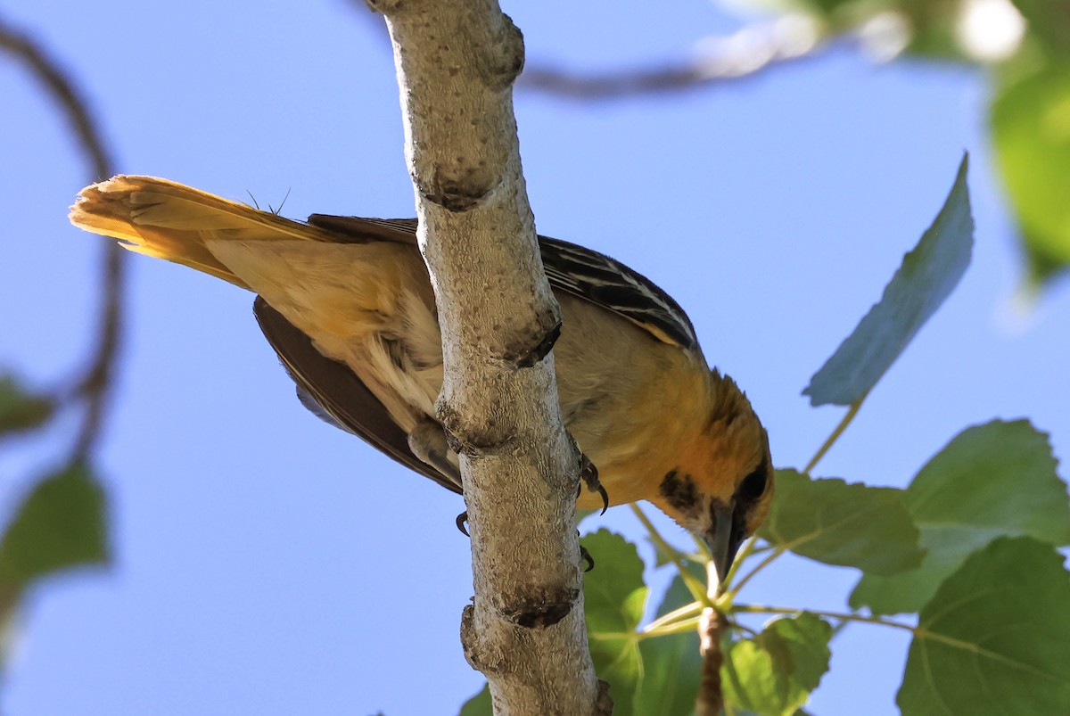 Bullock's Oriole - ML643969617