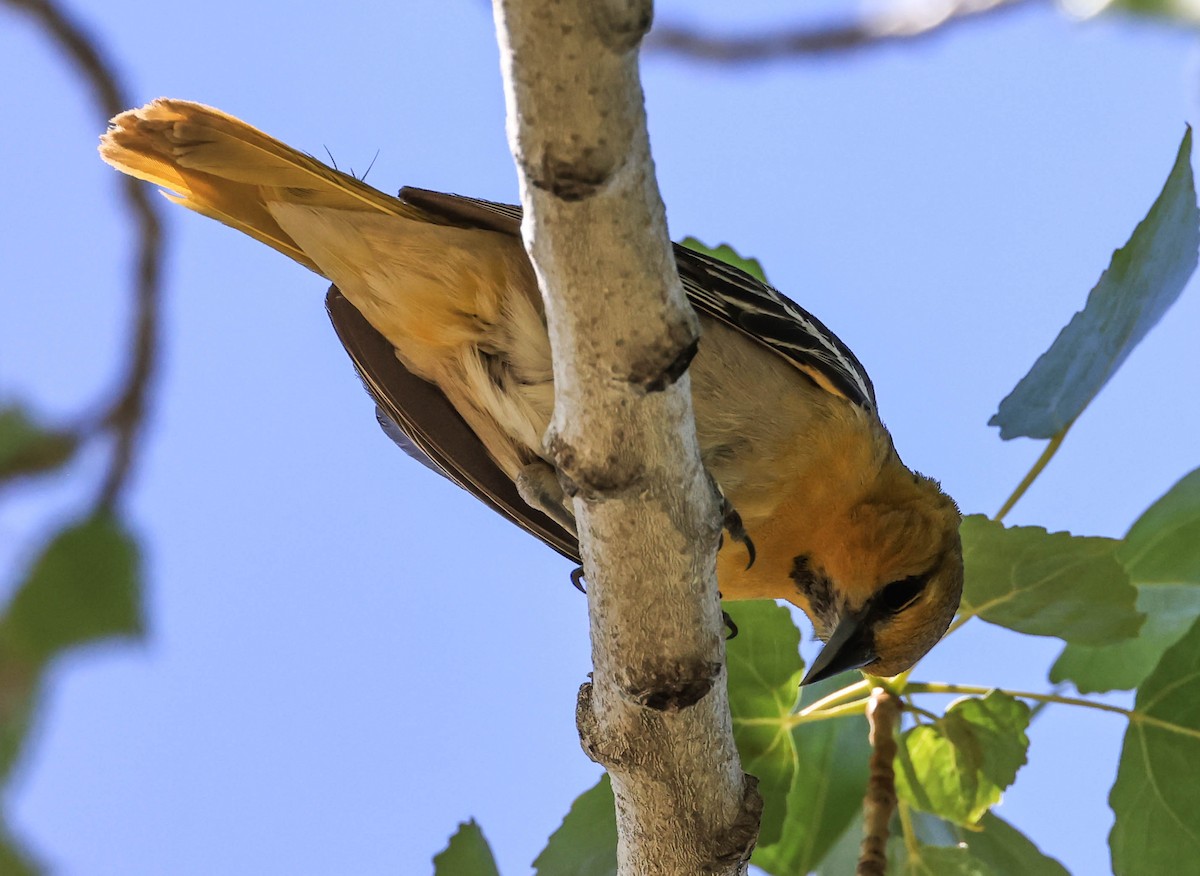 Bullock's Oriole - ML643969618