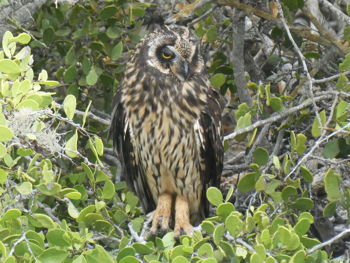 Short-eared Owl - ML643969619