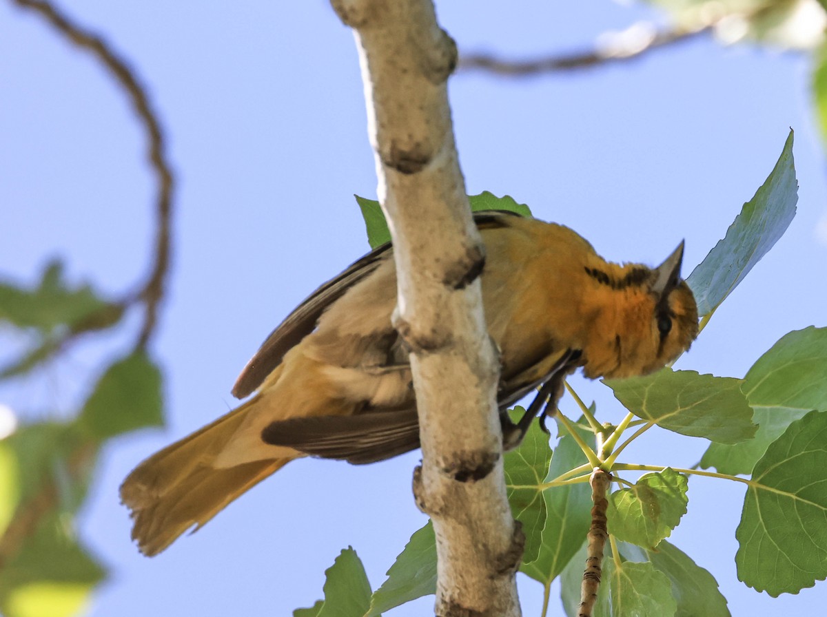 Bullock's Oriole - ML643969620