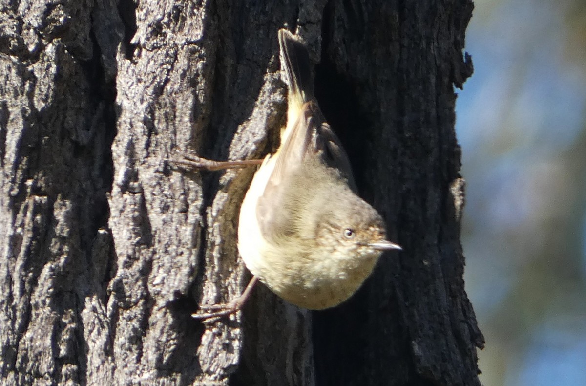 Acanthize à croupion beige - ML643969635
