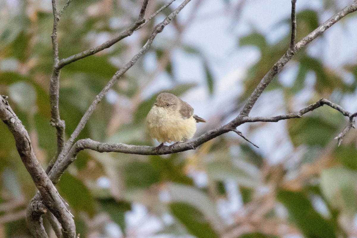 Acanthize à croupion beige - ML643969641