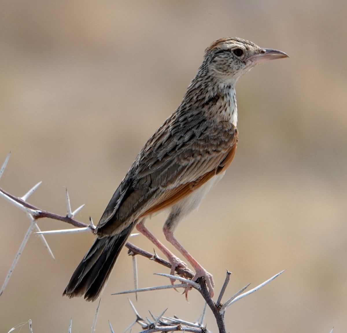 Rufous-naped Lark - ML643969666