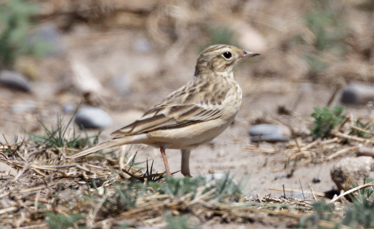 Blyth's Pipit - ML643969693