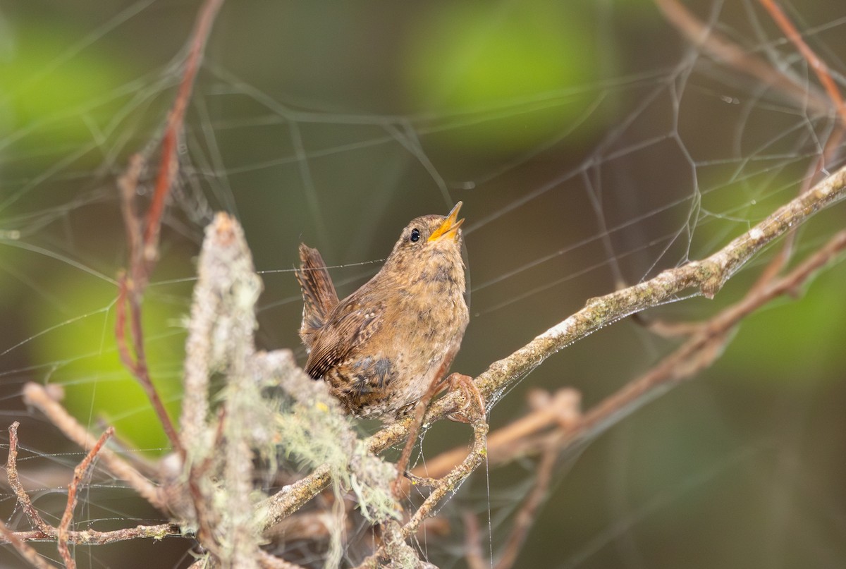 Pacific Wren - ML643969704