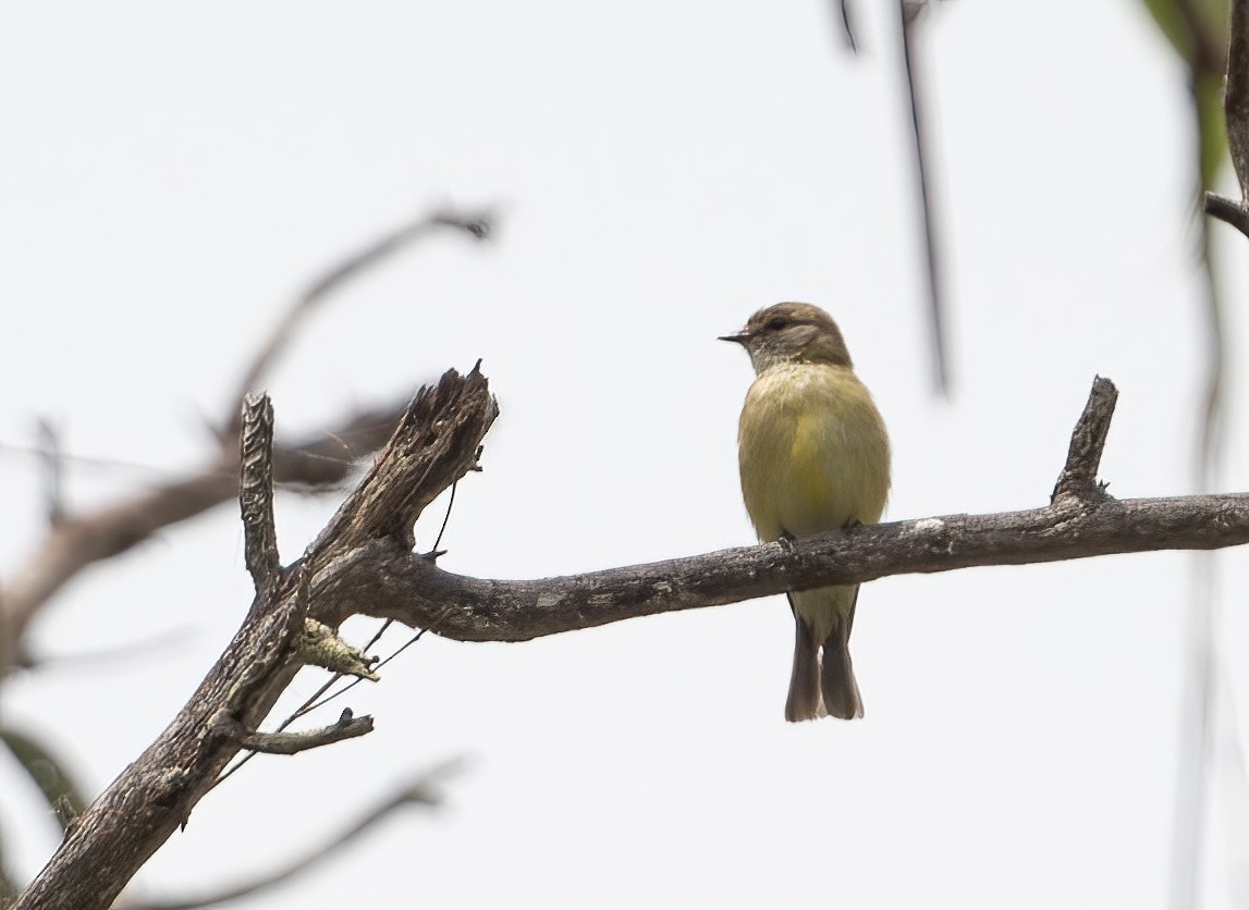 Limon Karınlı Sinekbülbülü - ML643969705