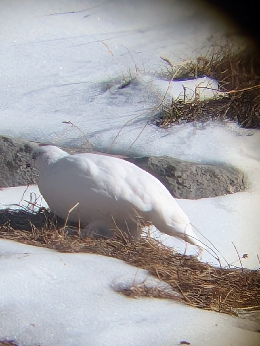 White-tailed Ptarmigan - ML643969706