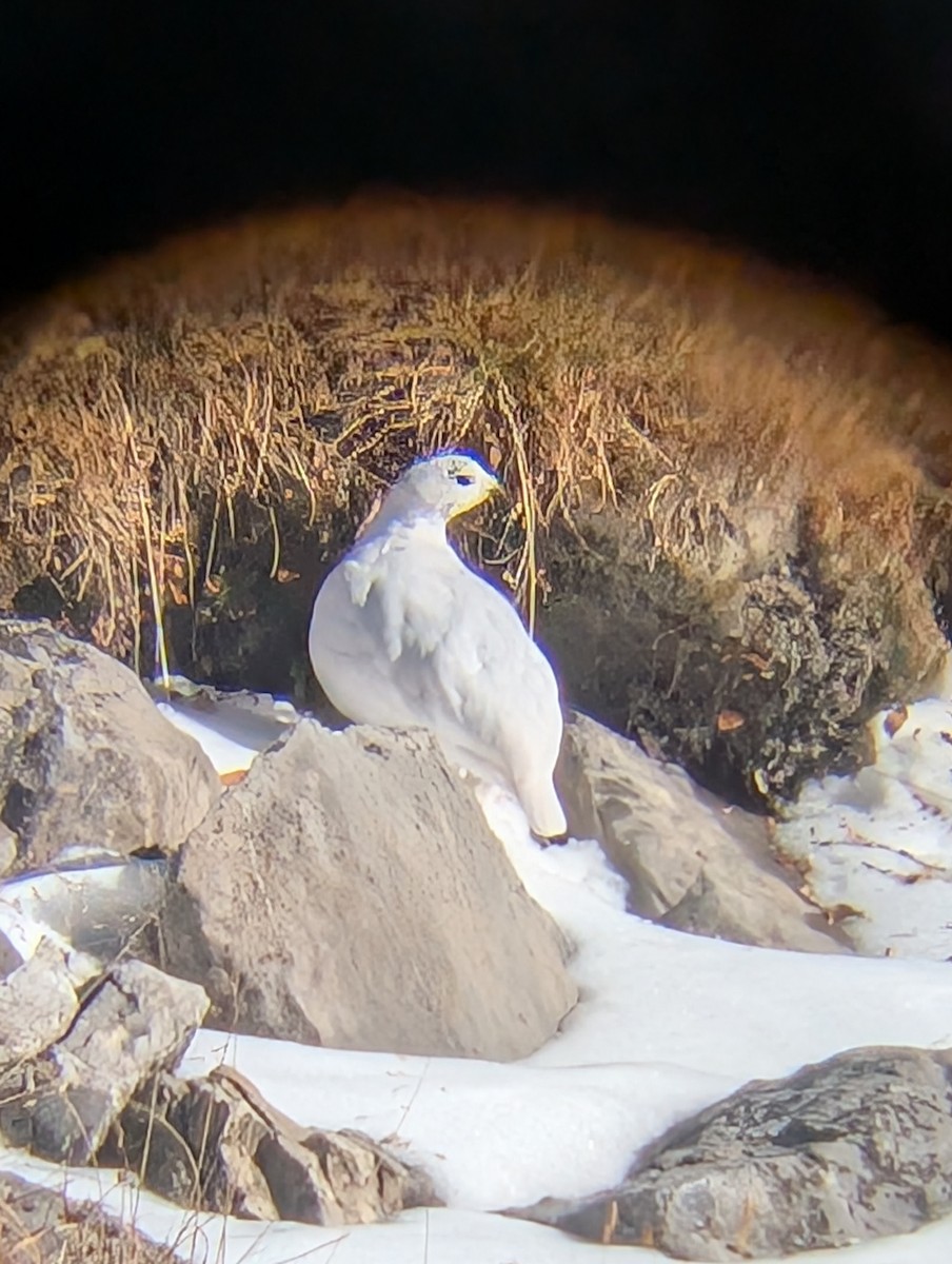White-tailed Ptarmigan - ML643969707