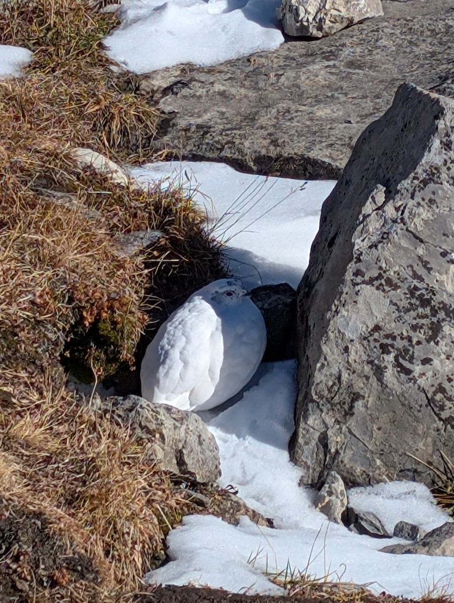 White-tailed Ptarmigan - ML643969708