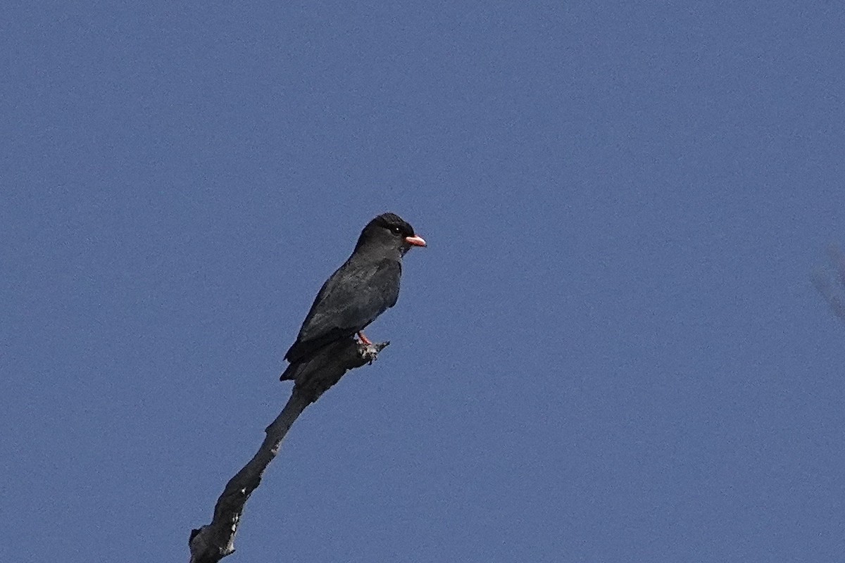 orientråke - ML643969735