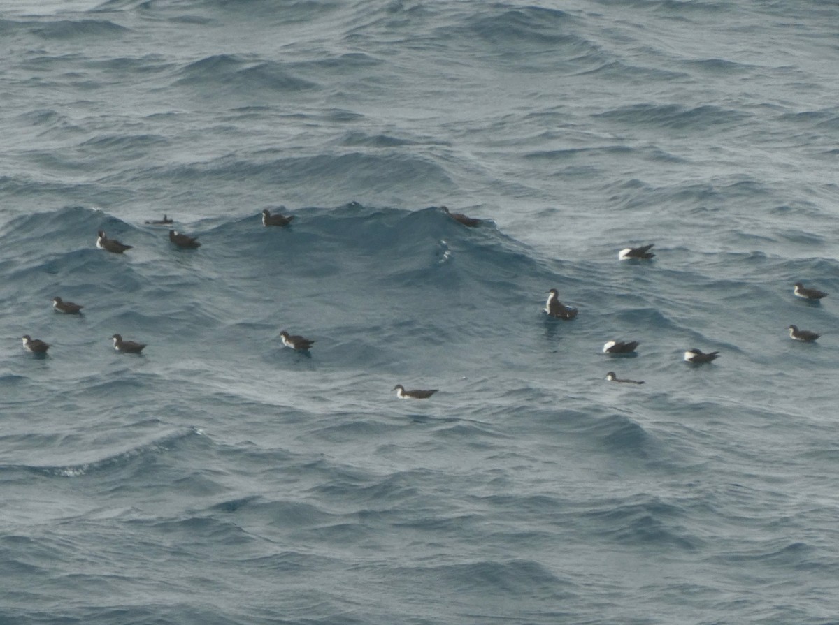 Puffin des Galapagos - ML643969738