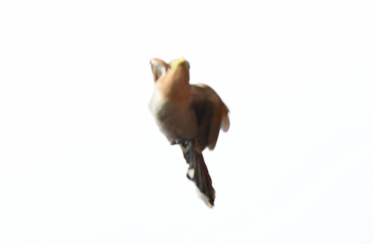 Squirrel Cuckoo - ML643969740