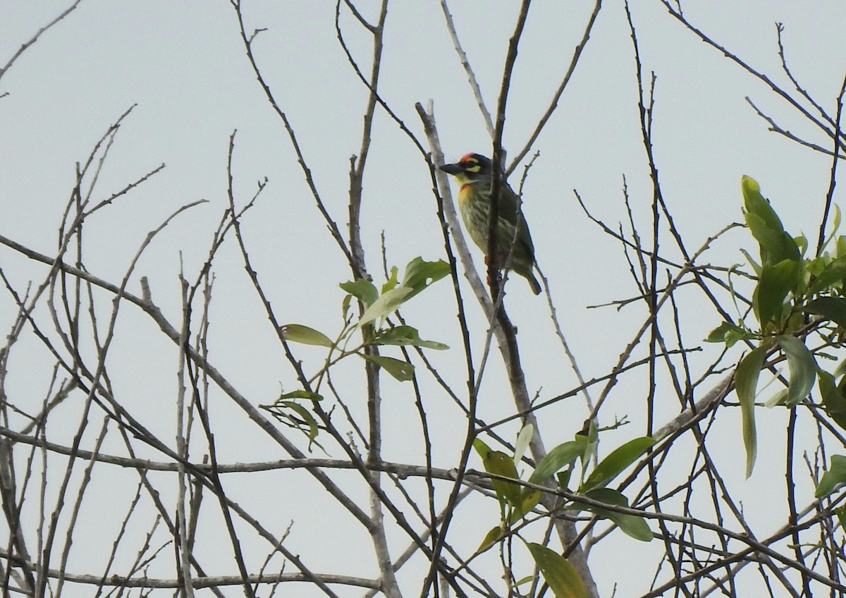 Coppersmith Barbet - ML643969741