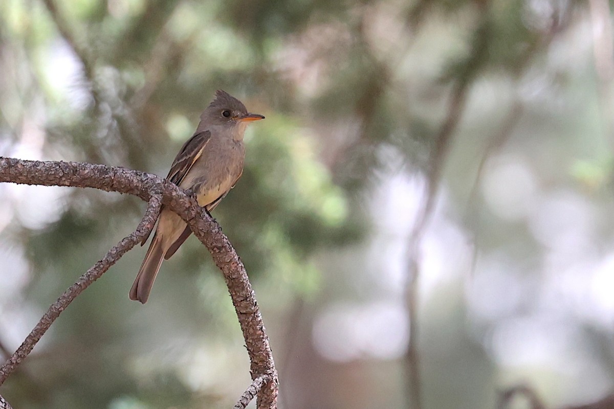 Greater Pewee - ML643969748