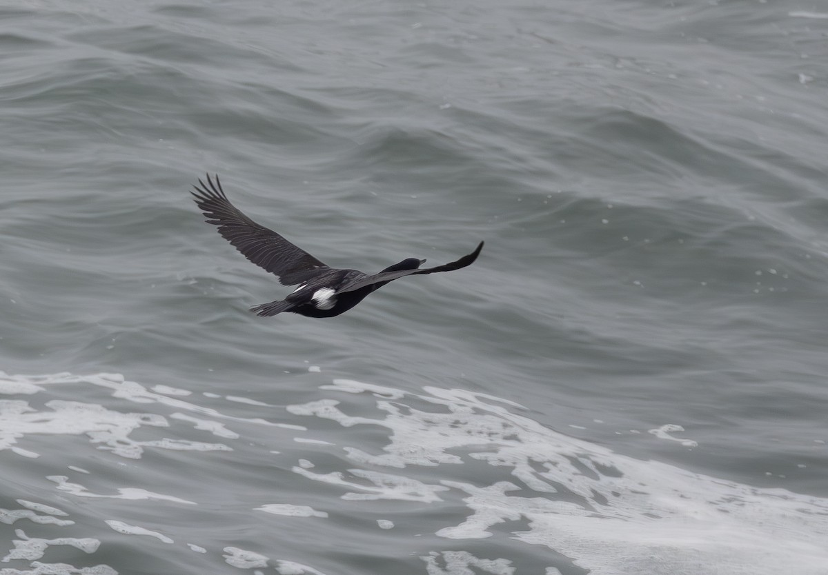 Pelagic Cormorant - ML643969751