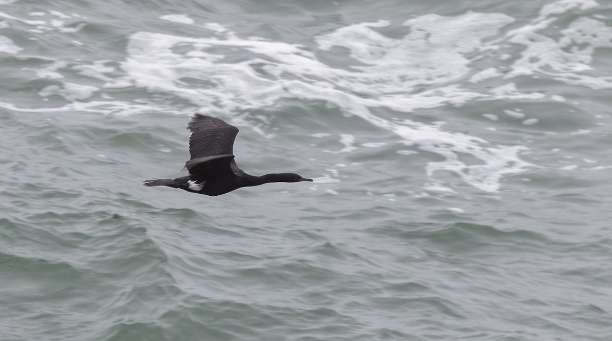 Pelagic Cormorant - ML643969752