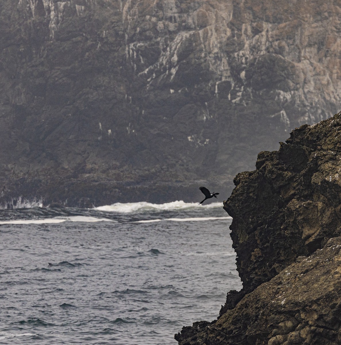 Pelagic Cormorant - ML643969753