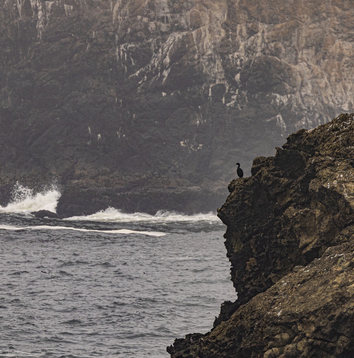 Pelagic Cormorant - ML643969754