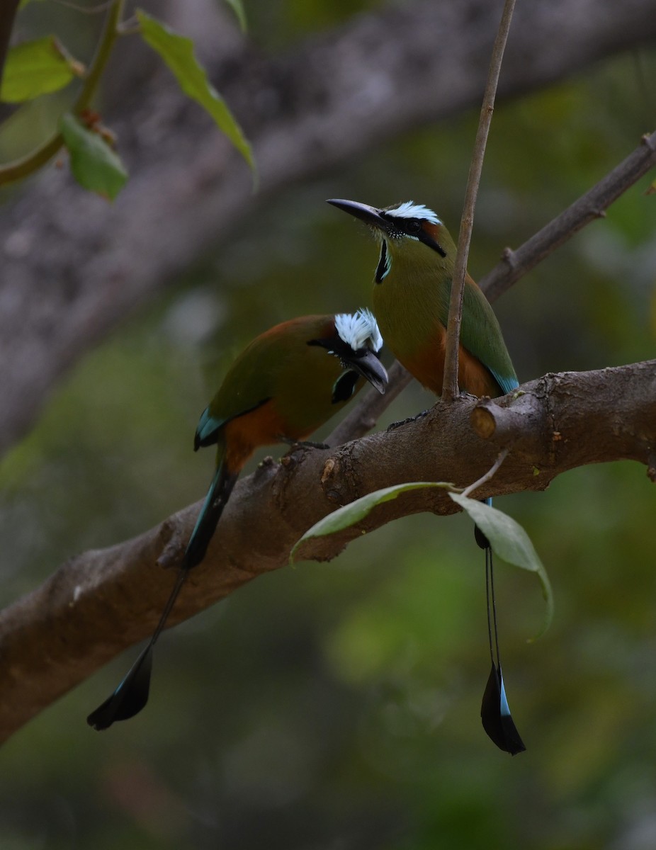Turquoise-browed Motmot - ML643969756