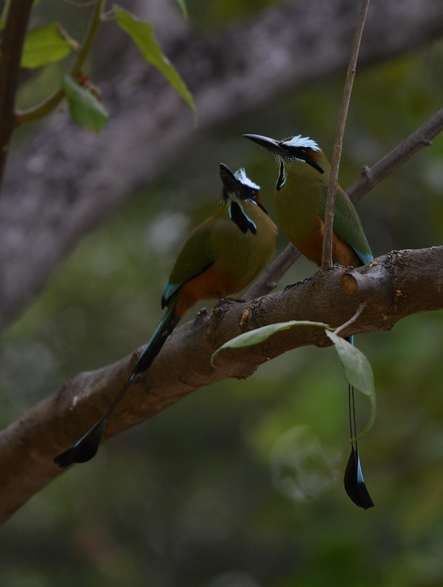 Turquoise-browed Motmot - ML643969757