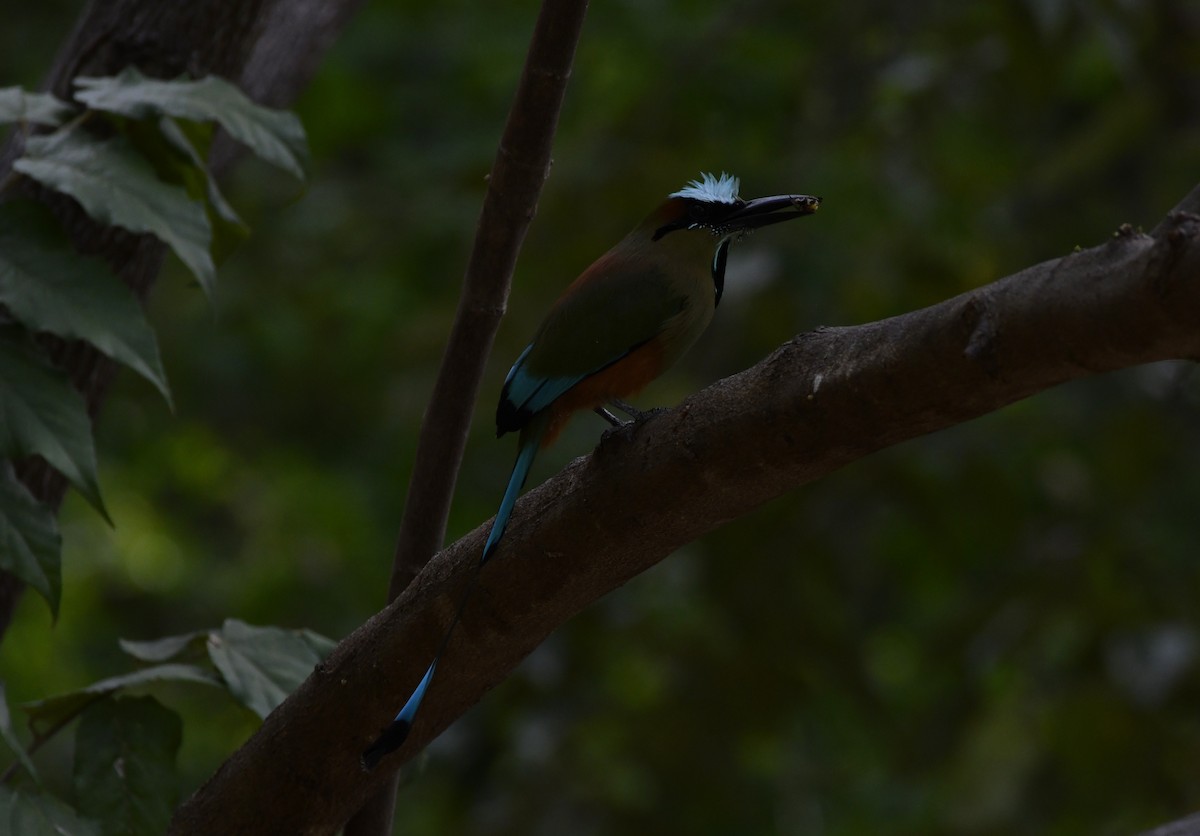 Turquoise-browed Motmot - ML643969758