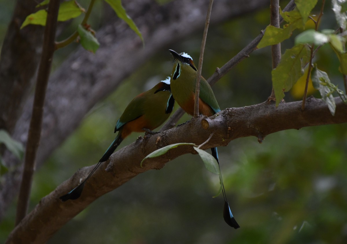 Turquoise-browed Motmot - ML643969759