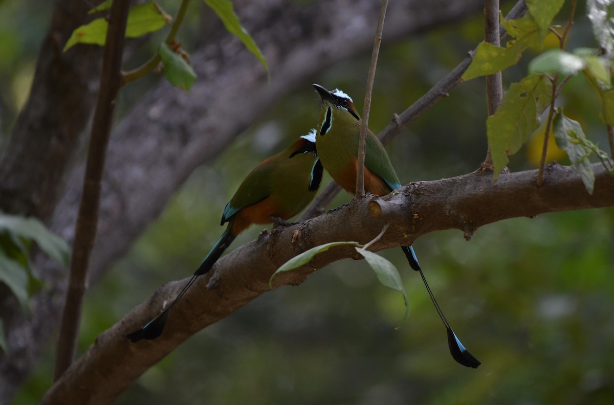 Turquoise-browed Motmot - ML643969760