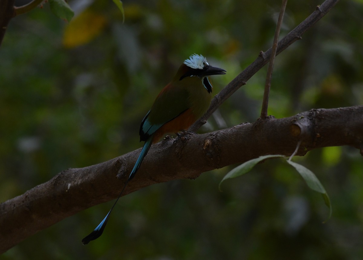 Turquoise-browed Motmot - ML643969761