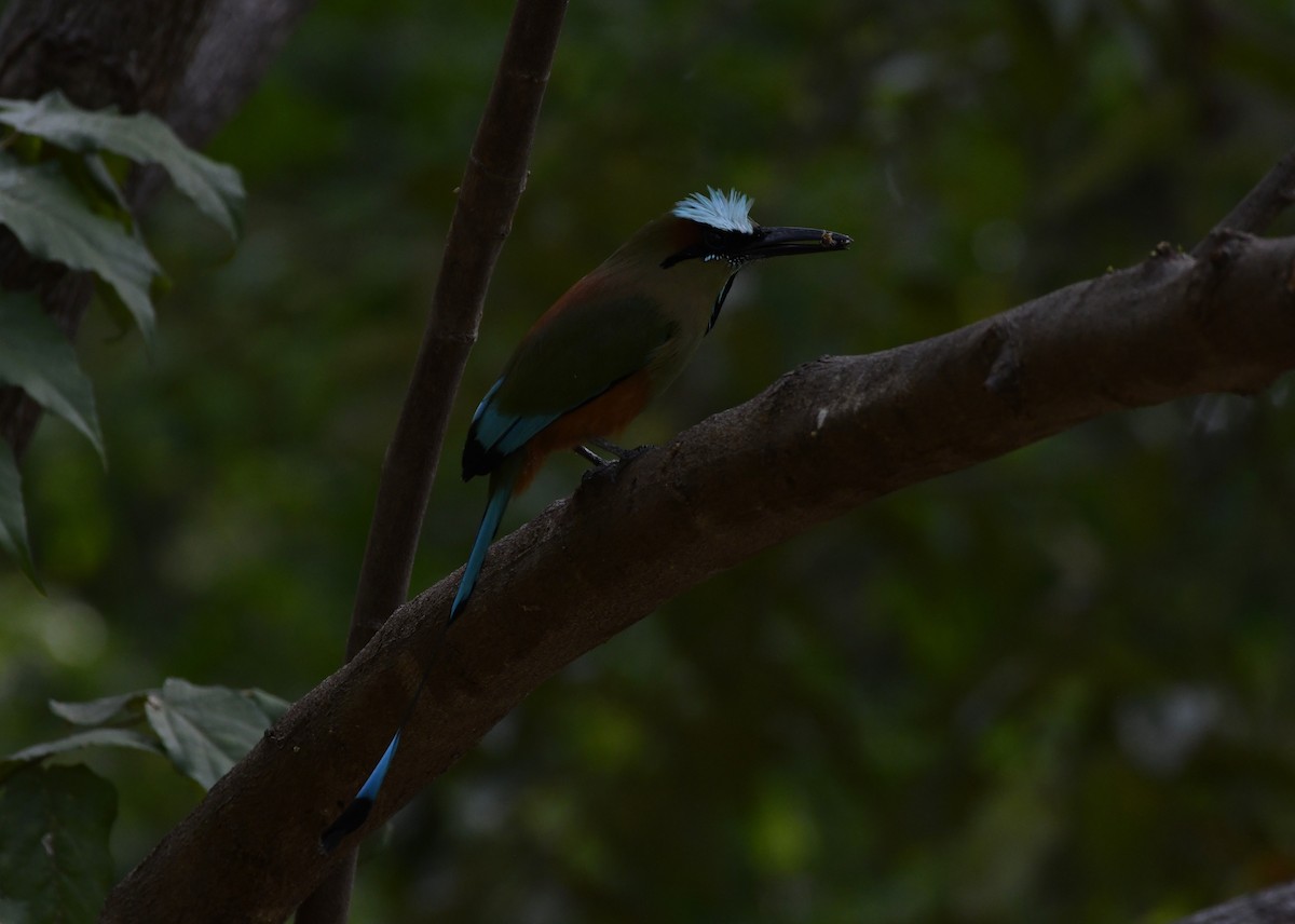 Turquoise-browed Motmot - ML643969762