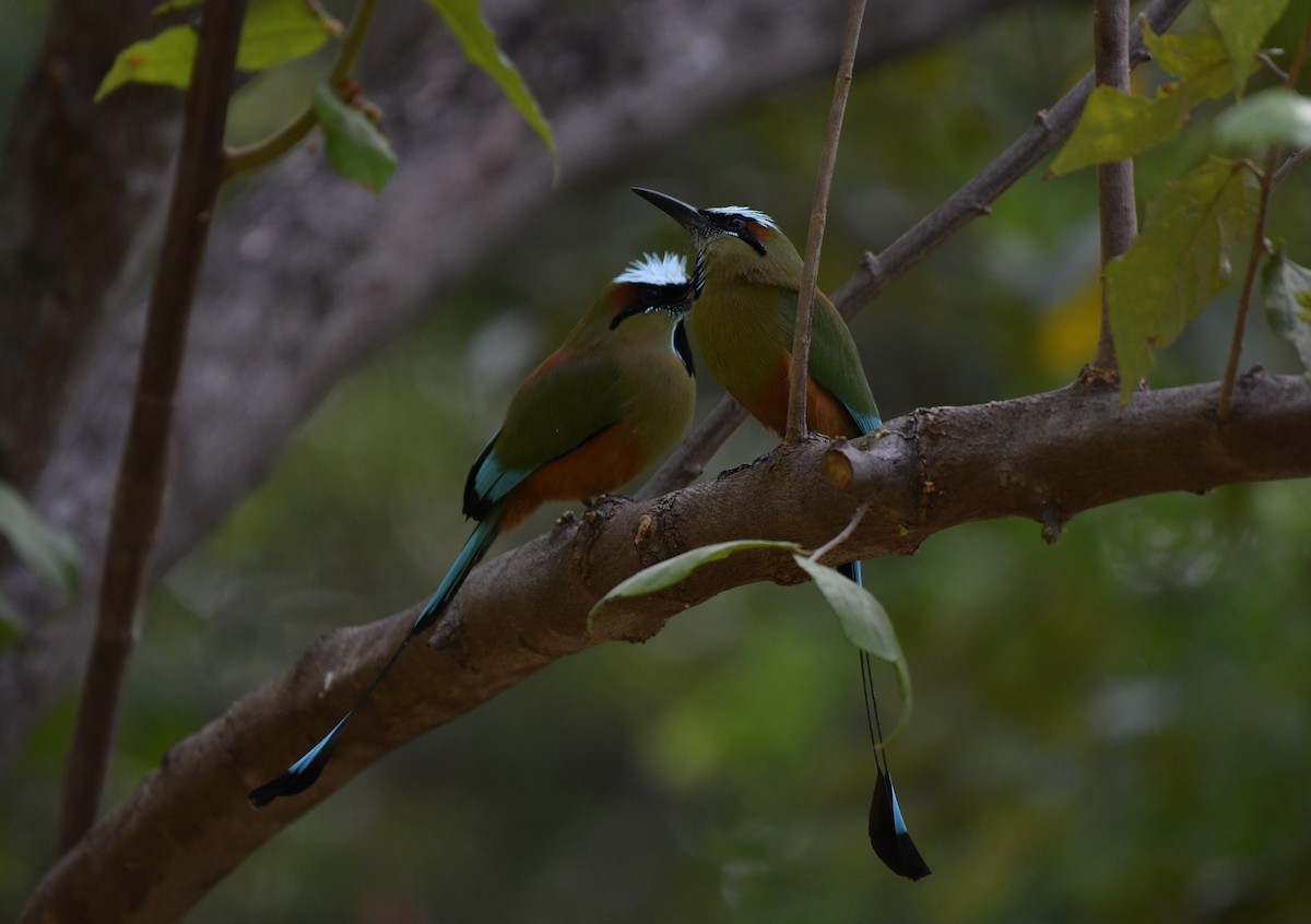 Turquoise-browed Motmot - ML643969763
