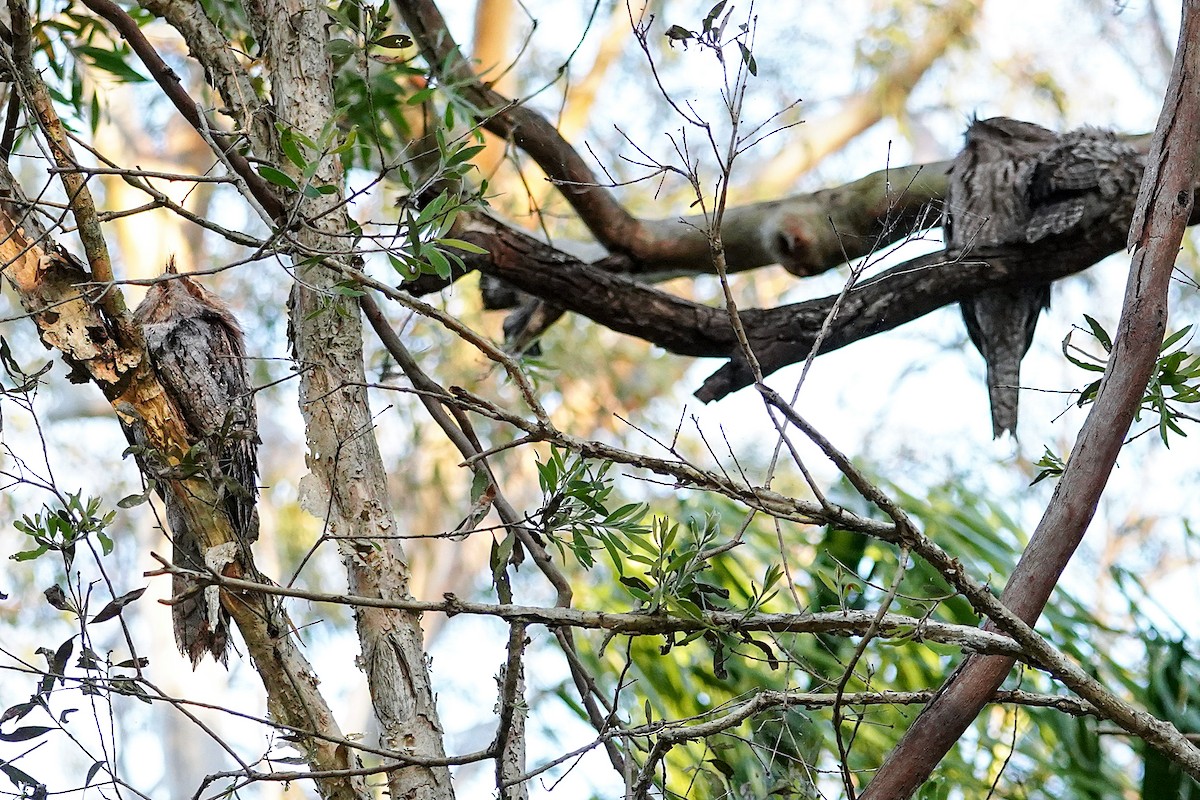 Tawny Frogmouth - ML643969768