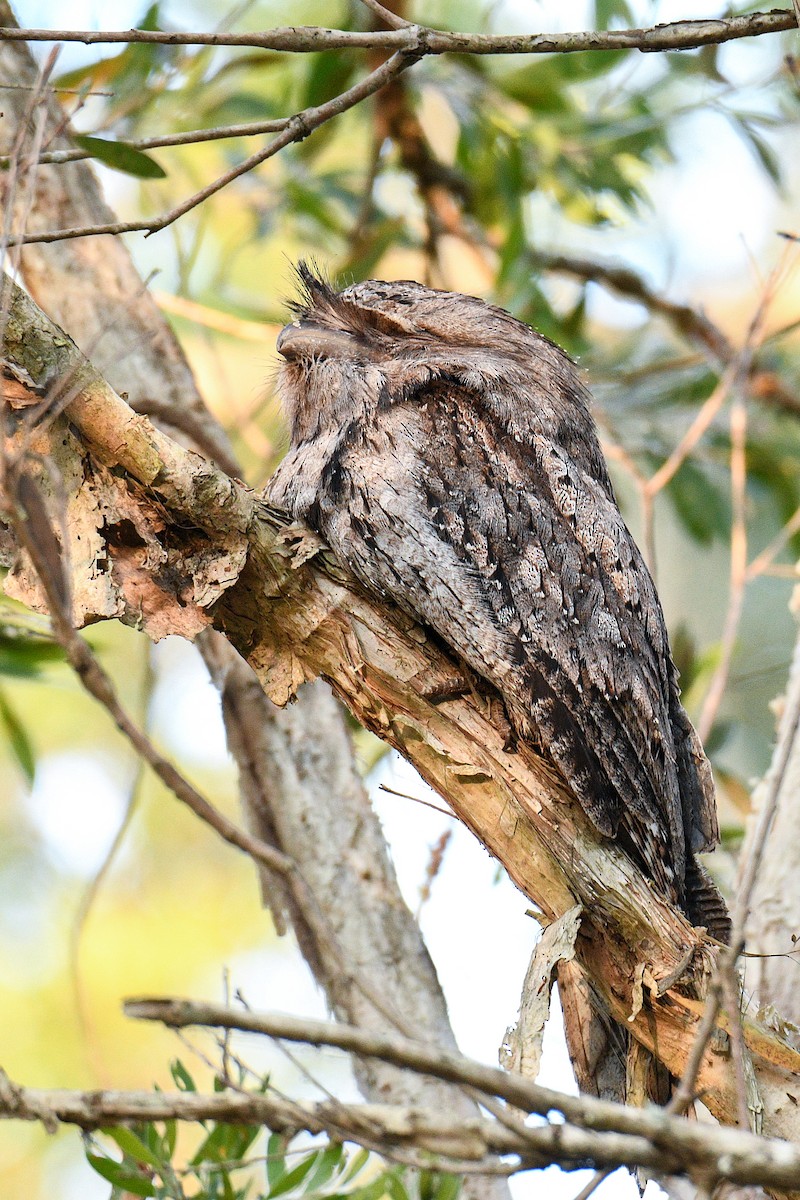 Tawny Frogmouth - ML643969769