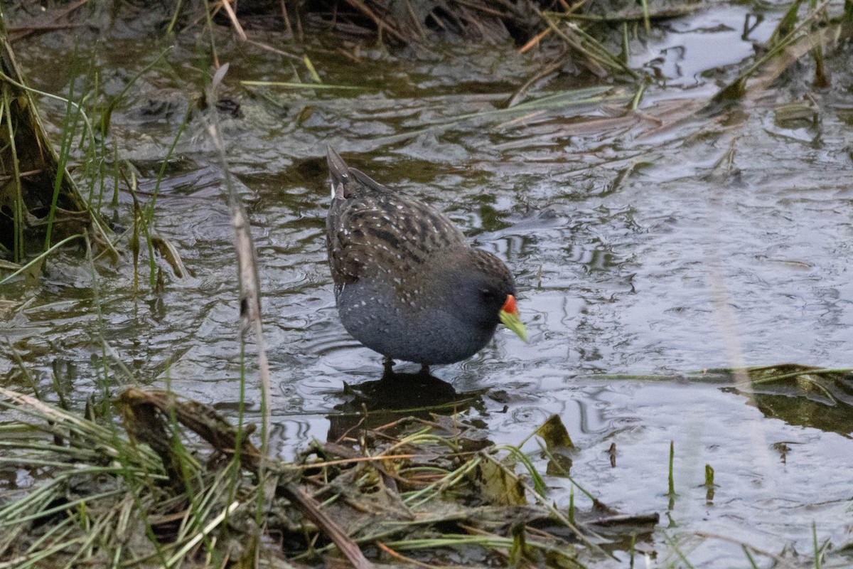 ミナミヒメクイナ - ML643969776