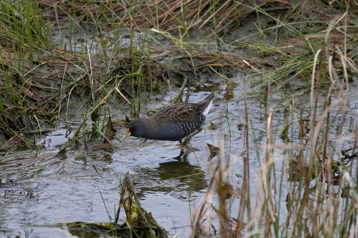 ミナミヒメクイナ - ML643969778