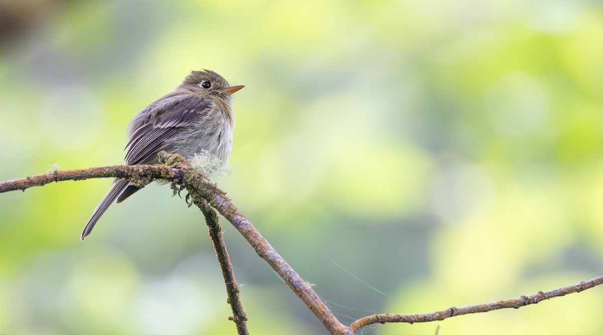 Western Flycatcher - ML643969791