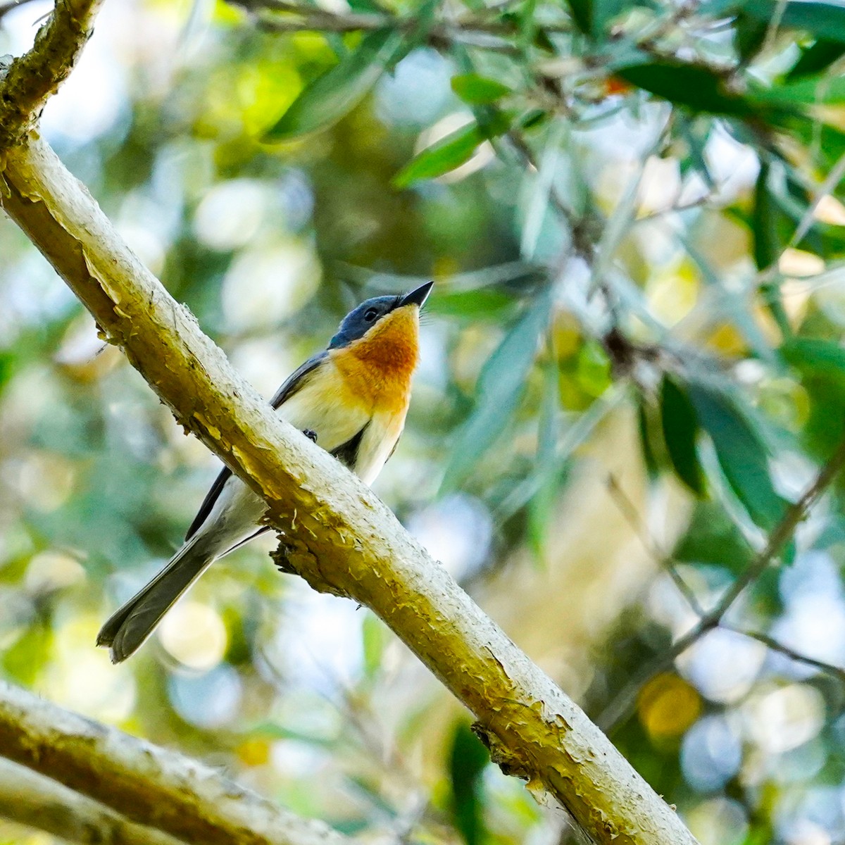 Leaden Flycatcher - ML643969794
