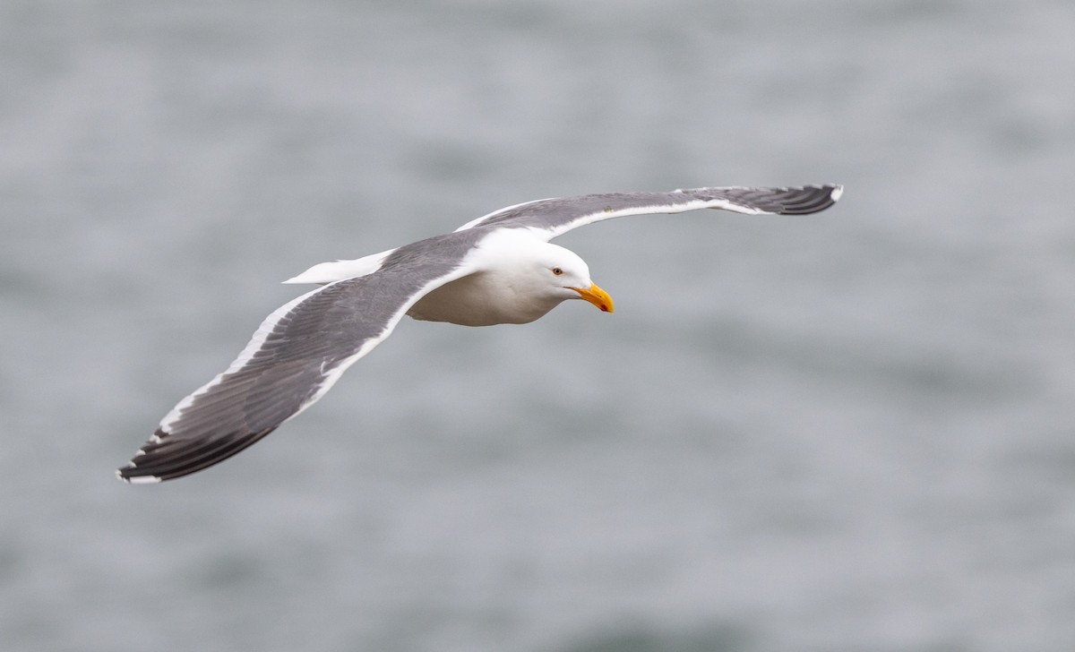 Western Gull - ML643969807
