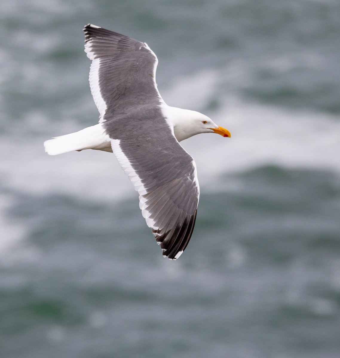 Western Gull - ML643969810