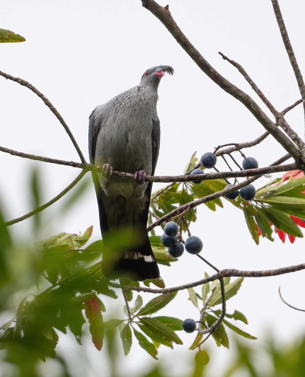 parykkdue - ML643969811