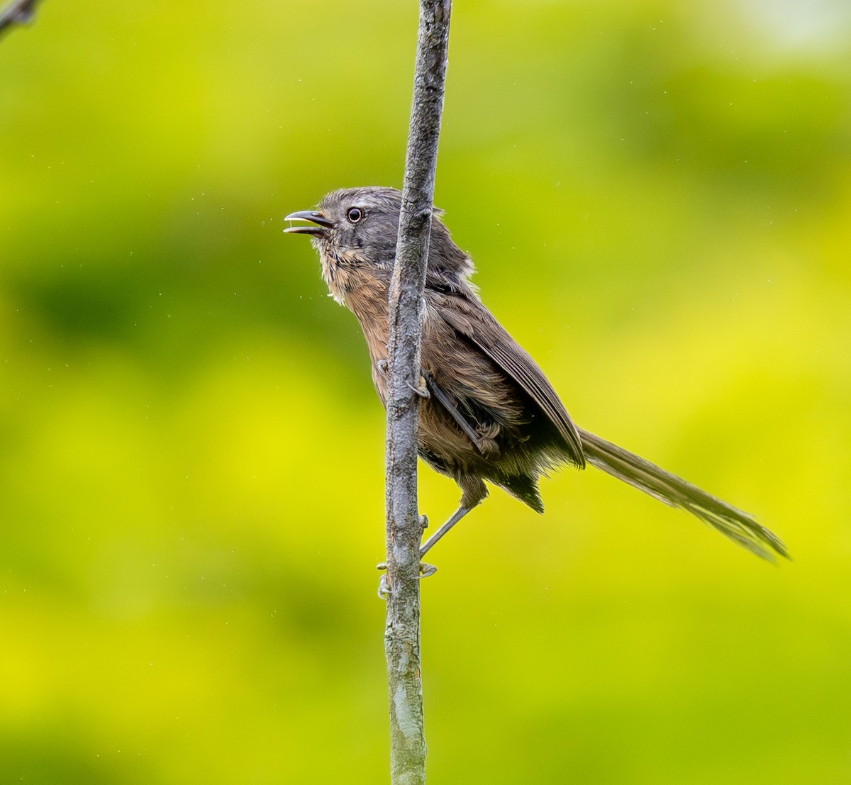 Wrentit - ML643969821