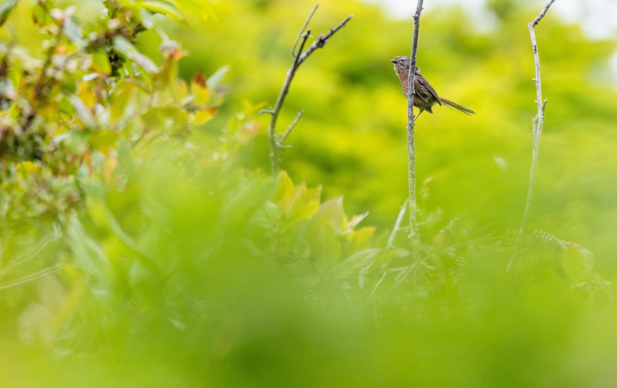 Wrentit - ML643969822